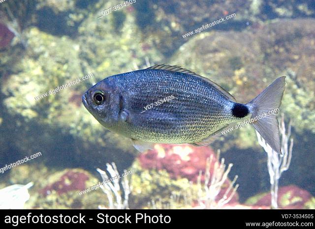 Saddle bream (Oblada melanura) is a marine fish native to Mediterranean Sea and eastern Atlantic Ocean, from Iberian Peninsula to Angola