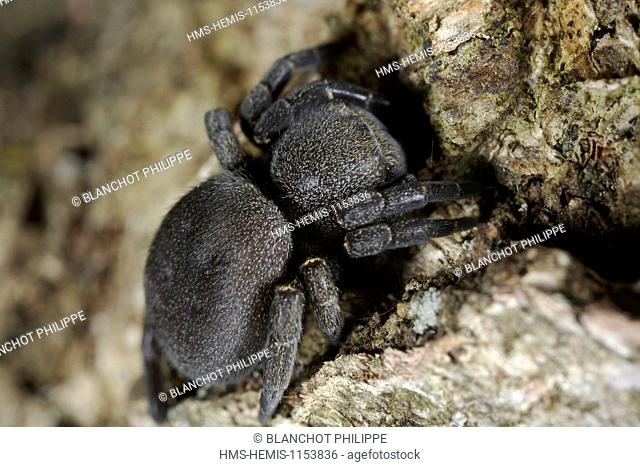 France, Araneae, Eresidae, Ladybird Spider (Eresus kollari), female