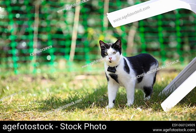 Small cat wearing gps tracker outdoors, selective focus on eyes