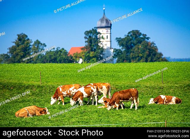 13 September 2021, Bavaria, Holzhausen: Cows graze in a green meadow against the backdrop of the steeple of St. John the Baptist Church