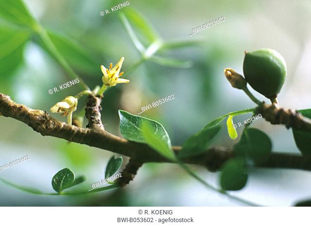 Balsam of gilead (Commiphora abyssinica), bloooming