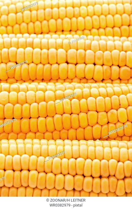 Fresh corncob as closeup in a row