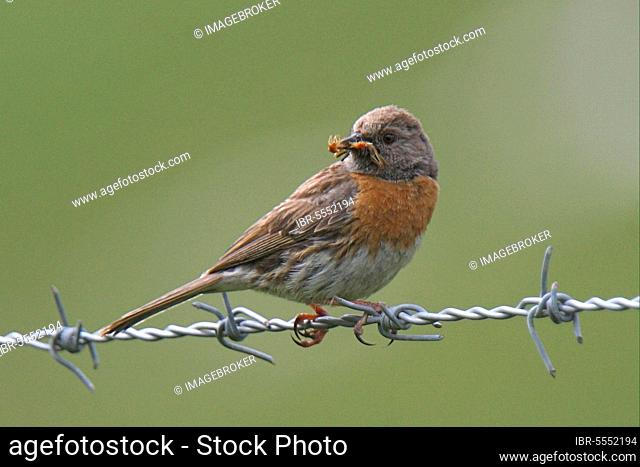 Robin Accentor (Prunella rubeculoides) breeding adult, with insect prey in beak, Heimahe, Qinghai Province, Tibetan Plateau, China, Asia