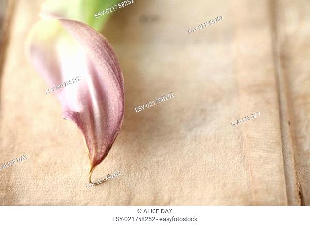 faded calla lily with copy space