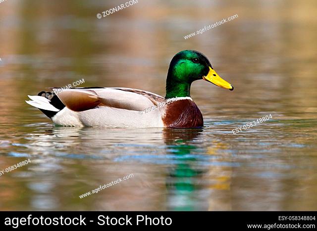 Colorful mallard, anas platyrhynchos, swimming on a lake in autumn nature. Waterfowl male floating on river in spring. Wild bird with green head bathing in...