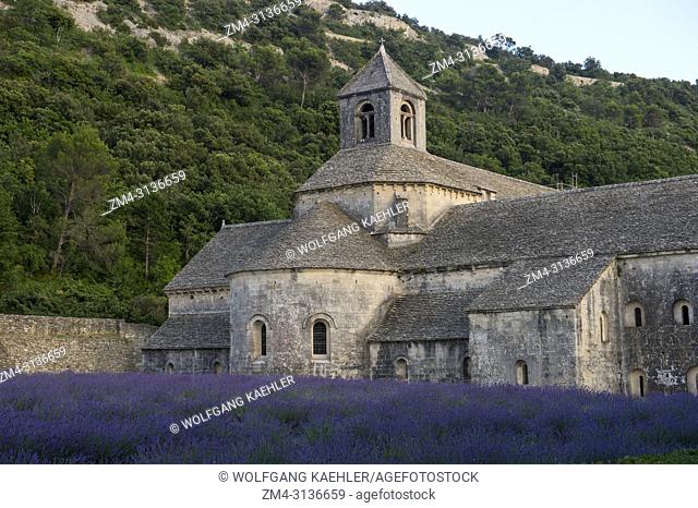 A field of lavender in front of the Senanque Abbey, which is a Cistercian abbey near the village of Gordes in the Vaucluse in Provence, France