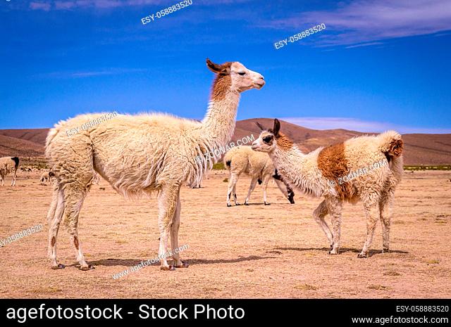 Flock of alpacas in Altiplano. Lamas and alpacas are very popular in Bolivia and Peru for their wool and meat