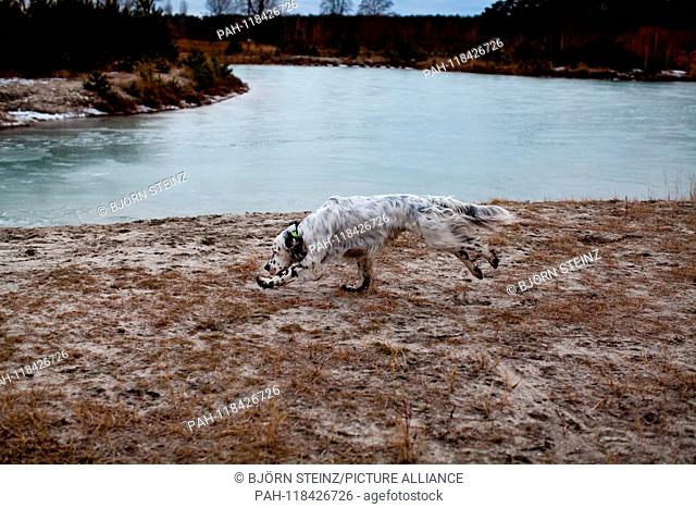 English setter ""Rudy"" runs on 29.01. 2019 close to his frozen pond in Stara Lysa, (Czech Republic). Rudy was born in early January 2017