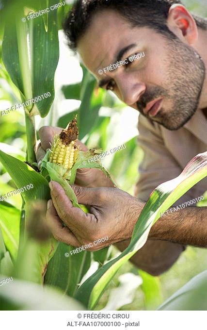 Farmer inspecting corn in field