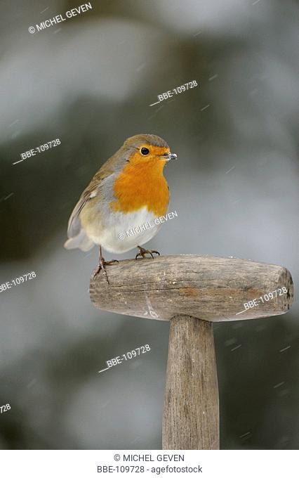 European Robin perched on a grip of a shovel in a wintersetting with snow