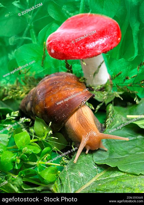 Snail near mushroom in nature