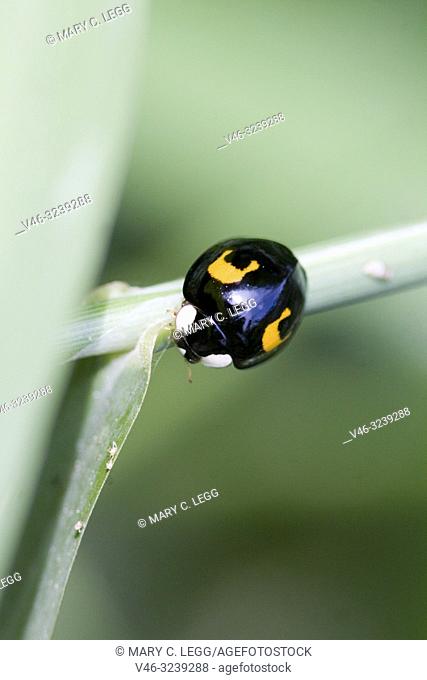 Melanic Harlequin Ladybird, Harmonia axyridis, large ladybird which have multiple colora variations with dots 0-22. Most common form is red or orange with 14...