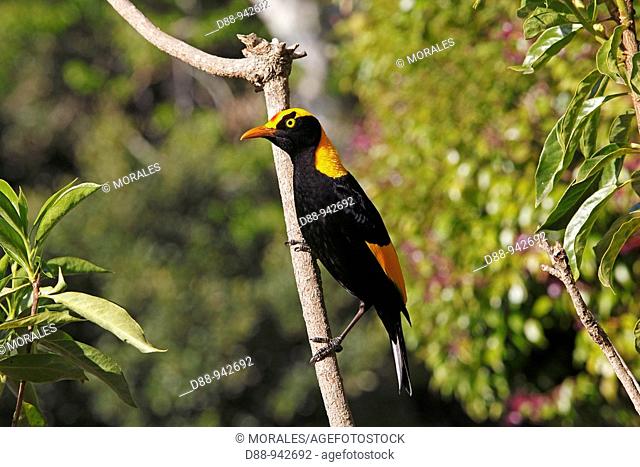 Regent Bowerbird (Sericulus chrysocephalus), male, Queensland, Australia
