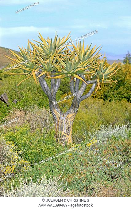Quiver tree, Aloe dichotoma, Karoo Desert National Botanical Garden, Worcester, Western Cape, South Africa, tree with leaves
