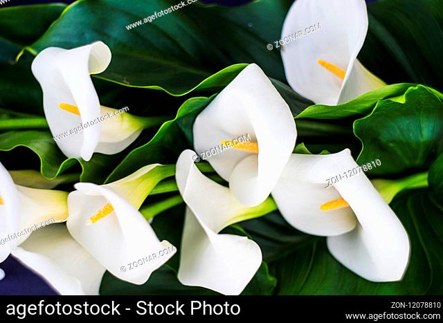 Beautiful white calla lilies in a bouquet on rustic background