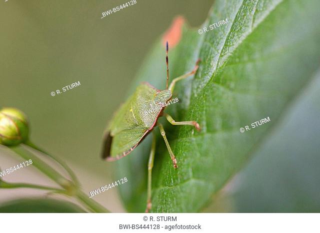 Green shield bug, Common green shield bug (Palomena prasina), resting on a leaf, Austria, Tyrol
