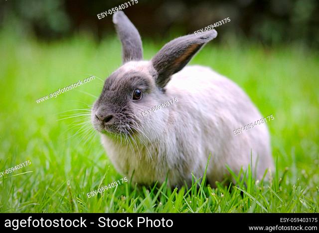 A beautiful lop rabbit against an isolated background of long green grass