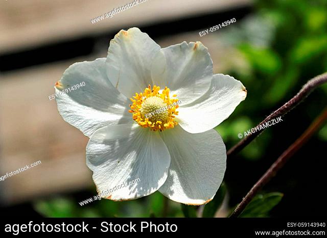 A white snowdrop anemone in bloom during summer