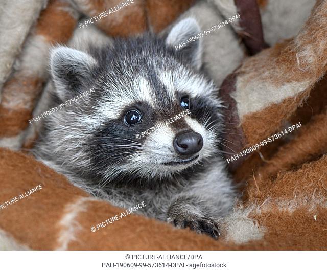 08 June 2019, Brandenburg, Sieversdorf: A young raccoon lies nestled in a blanket in a garden. The ""foundling"", who had previously walked across a property...