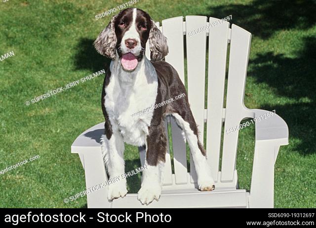 An English springer spaniel standing on a white chair on a green lawn
