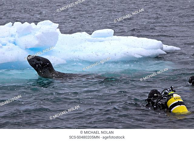 Divers Lisa Trotter and Robert Alexander enter the water with a large, curious, female leopard seal Hydrurga leptonyx near Booth Island on the western side of...