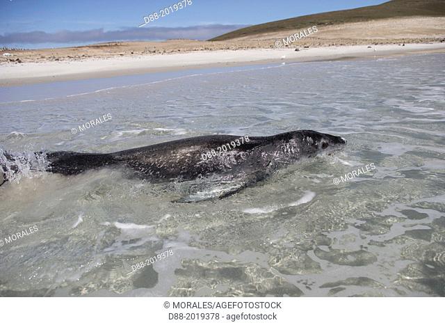 Falkland Islands, Saunders island, Leopard Seal Hydrurga leptonyx on the beach
