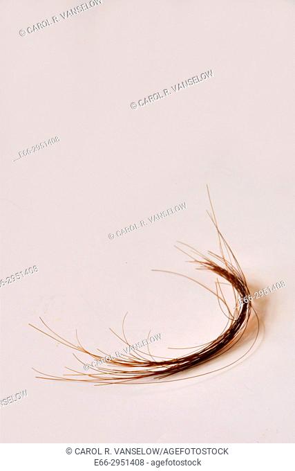 strand of medium brown hair