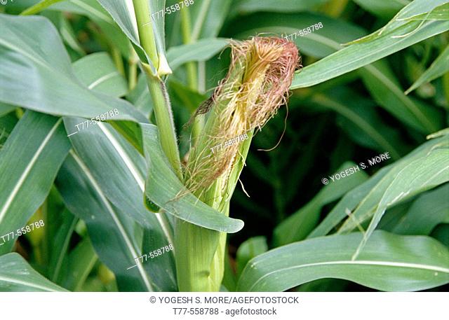 Farm of Maize. Family: Poaceae. Genus: Zea. Species: Z. mays. The stems superficially resemble bamboo canes and the joints (nodes) are about 20–30 cm (8–12 in)...