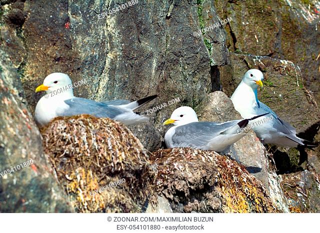 Breeding nesting life of seagulls on Northern rookery. Kittiwakes on ledges near nest and incubate