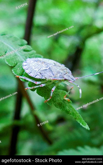 General view of an insect specie of Nymph of the brown stink bug (Euschistus servus) on a leaf amid the forest. It is an insect of the Pentatomidae family