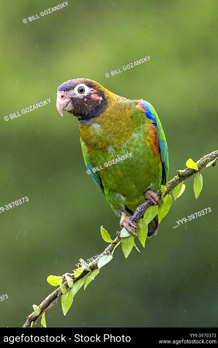 Brown-hooded parrot (Pyrilia haematotis) - La Laguna del Lagarto Eco-Lodge, Boca Tapada, Costa Rica