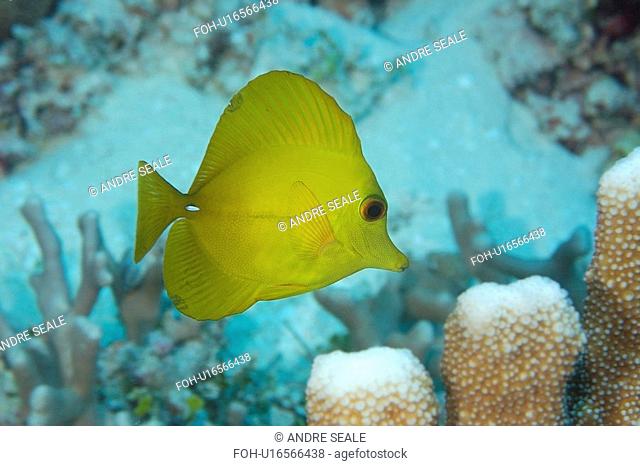 Yellow tang, Zebrasoma flavescens, Rongelap, Marshall Islands, Micronesia