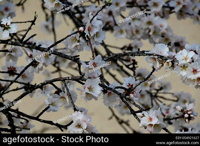 Blossoms on almond tree, Alicante Province, Costa Blanca, Spain