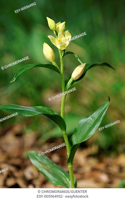 White helleborne, Cepahalanthera damasonium, Orchidaceae