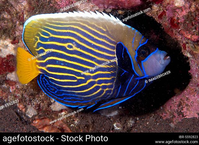 Emperor Angelfish (Pomacanthus imperator), emperor angelfish, Other animals, Fish, Animals, Emperor fish, Emperor Angelfish adult, with night colours, in reef