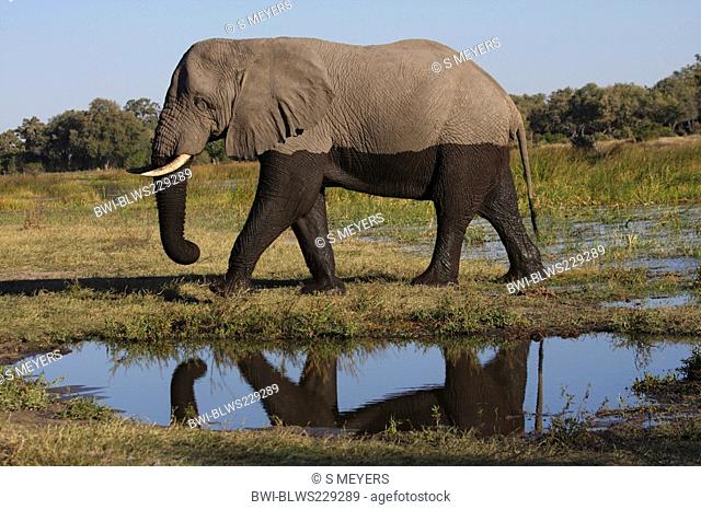 African elephant Loxodonta africana, walking at lakeside, the lower half wet from a bath, Botswana, Moremi Wildrevat