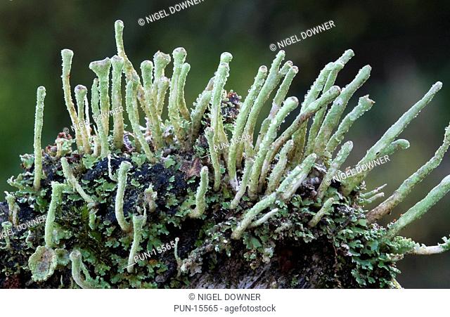Close-up of large group of common powderhorn lichen Cladonia coniocraea growing on tree bark in a Norfolk wood in late autumn