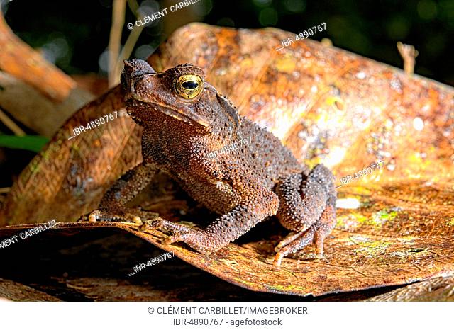 Sulawesian toad (Ingerophrynus celebensis) on a leaf, Sulawesi, Indonesien
