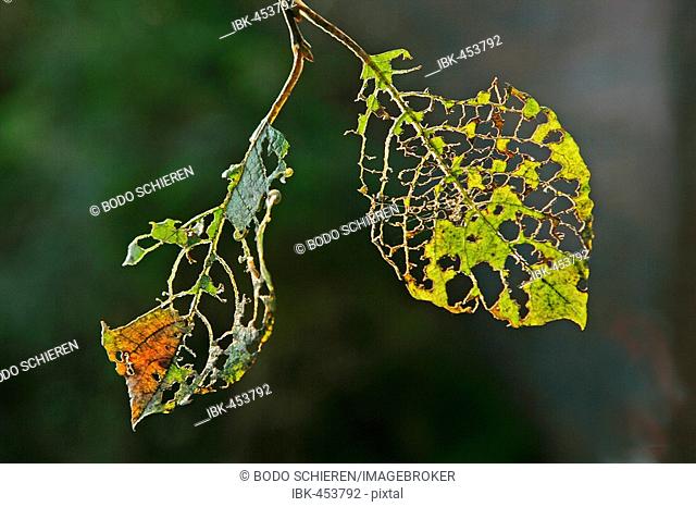 Leaf skeleton, damage done by caterpillars