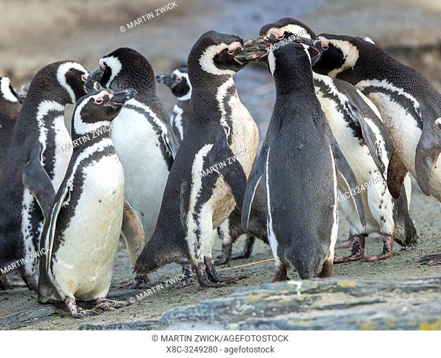 Social interaction and behaviour in a group. Magellanic Penguin (Spheniscus magellanicus). South America, Falkland Islands, January