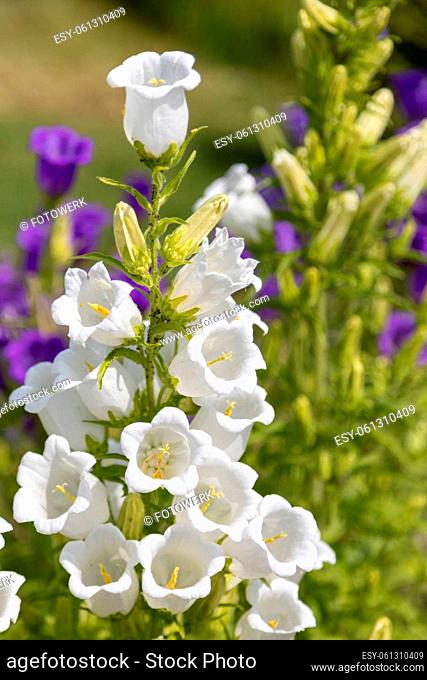 Wonderful white and lilac Canterbury Bells