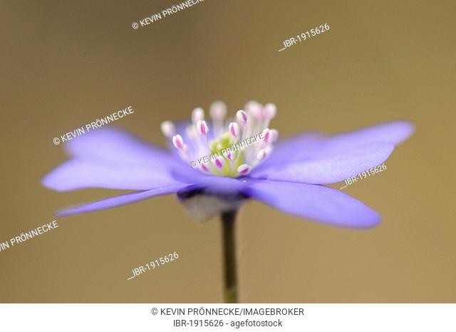 Hepatica (Anemone hepatica), flower