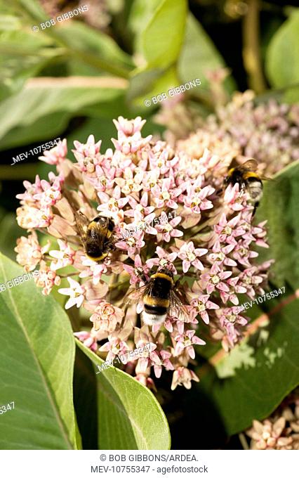 Asclepias syriaca - a milkweed, commonly grown in gardens. With visiting bumble-bees (Asclepias syriaca)