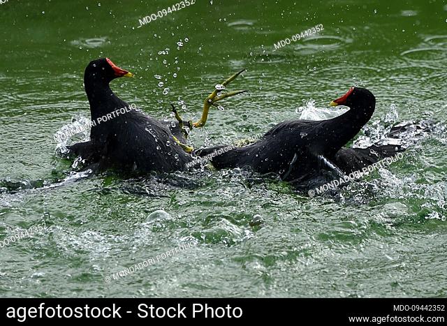 Common moorhens in the Bioparc. Valencia (Spain), November 07th, 2022