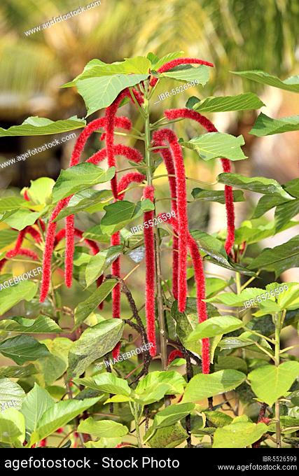 Chenille Plant (Acalypha hispida), Nosy Be, Madagascar, Philippines Medusa, Red hot Cat's Tail, Africa