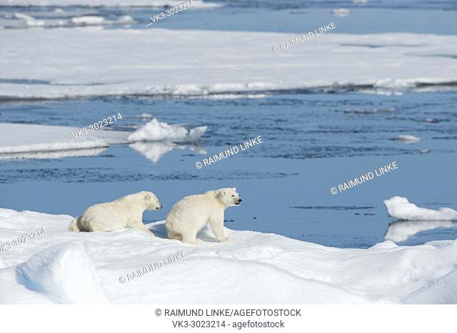 Polar Bear, Ursus maritimus, Two Cubs, North East Greenland Coast, Greenland, Arctic