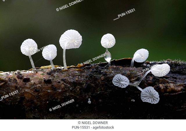 Close-up of a group of tiny white frosty bonnet fungi Mycena adscendens growing on a rotting twig in a Norfolk wood in late autumn