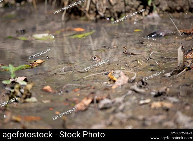 Leopard frog (Lithobates sphenocephalus utricularius) camouflaging in muddy water