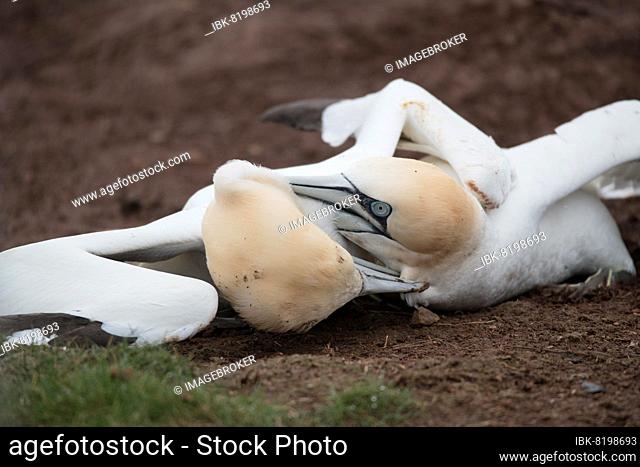 Northern gannet (Morus bassanus), brutal ground fight for nesting place of competing males, Helgoland, Schleswig-Holstein, Germany, Europe