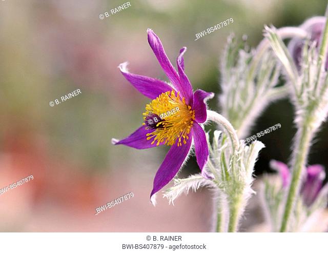 pasque flower (Pulsatilla vulgaris), blooming, Germany